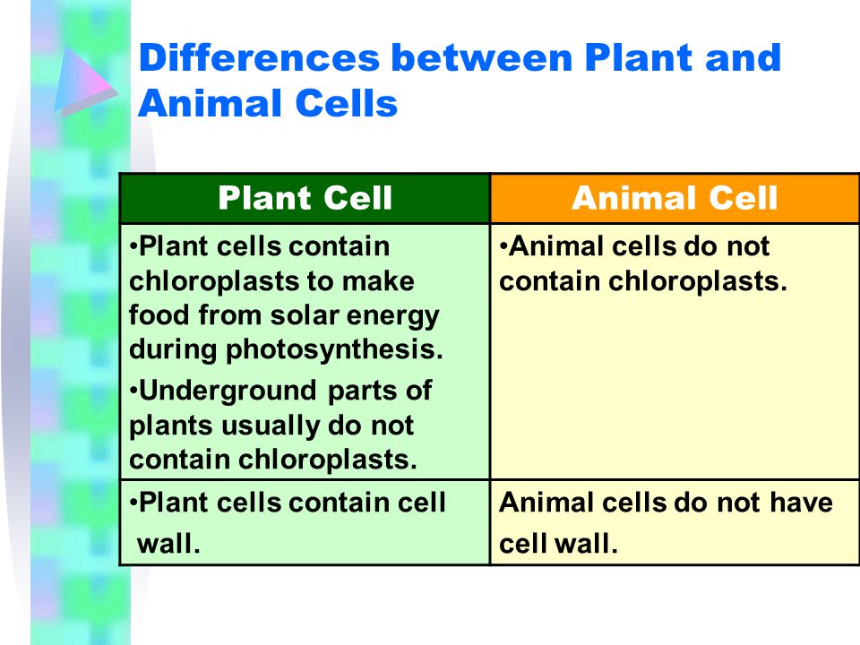 Animal Cells and Plant Cells - ppt video online download