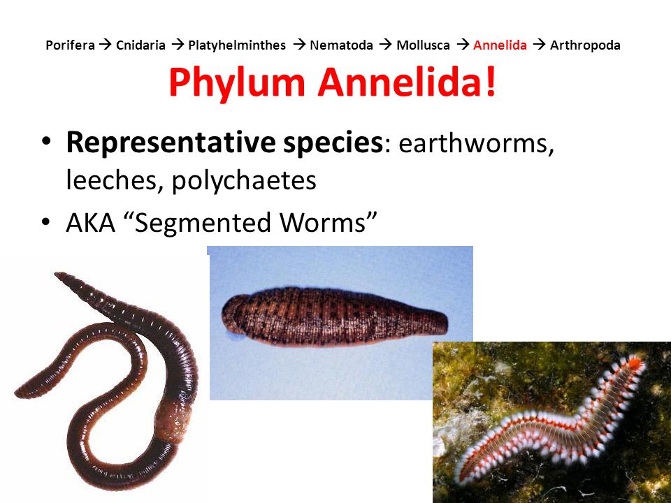 phylum platyhelminthes nematoda és annelida)