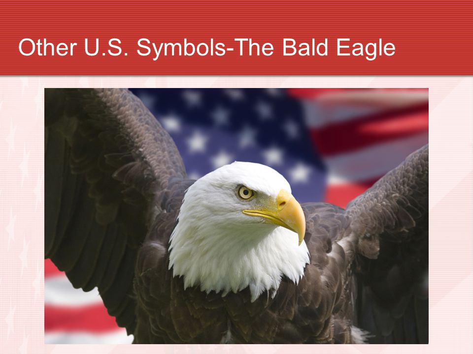 Other U.S. Symbols-The Bald Eagle