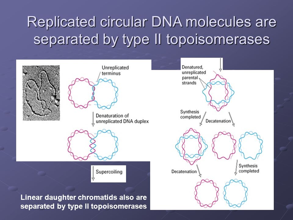 Replicated circular DNA molecules are separated by type II topoisomerases