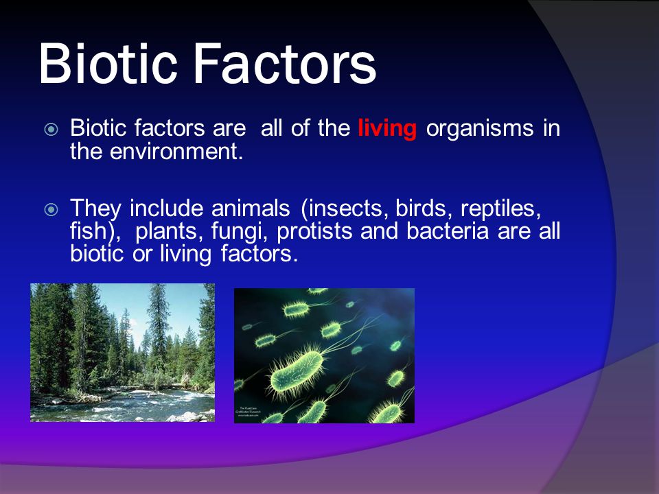 Biotic Factors Biotic factors are all of the living organisms in the enviro...