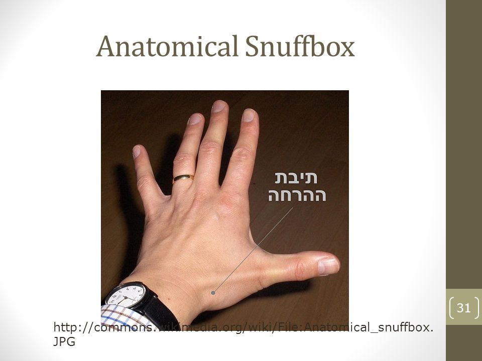 Anatomical snuffbox - Wikipedia
