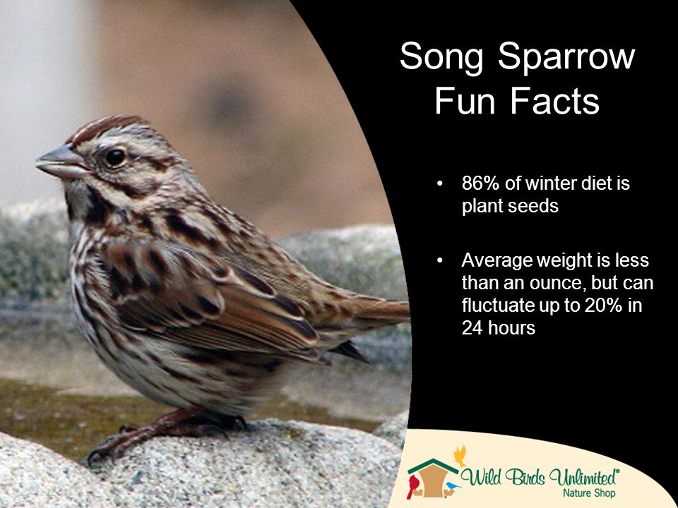 Song Sparrows The Little Birds Behind The Ppt Download