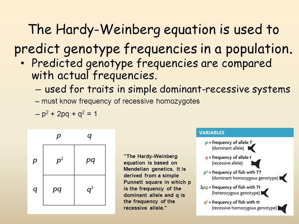 The Hardy-Weinberg equation is used to predict genotype frequencies in a po...