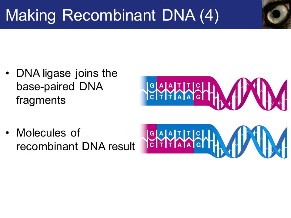 Making Recombinant DNA (4)