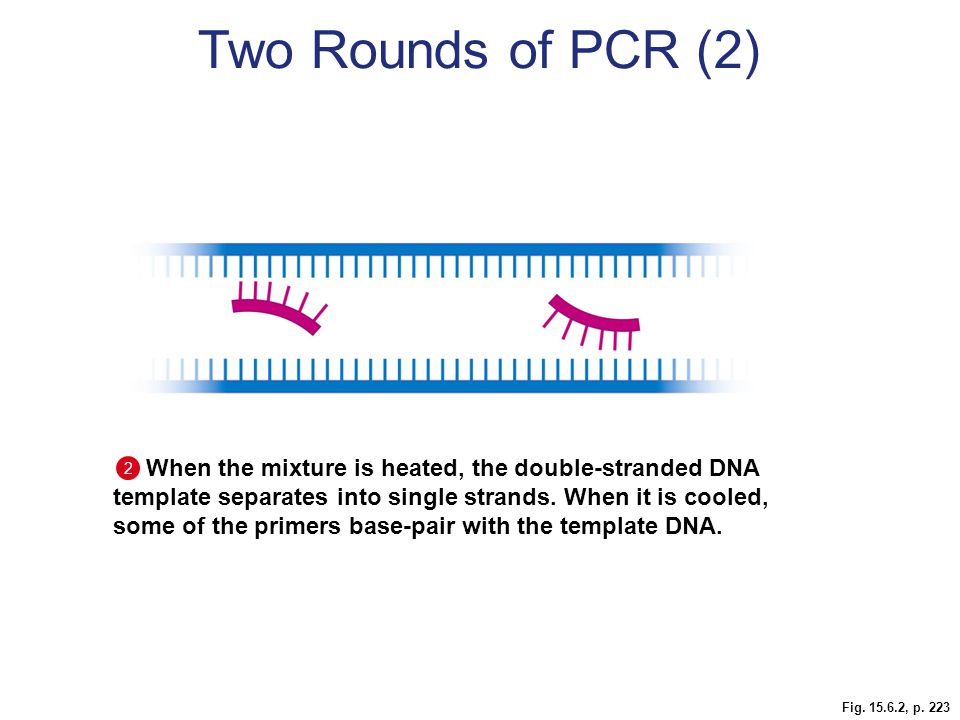 Two Rounds of PCR (2)