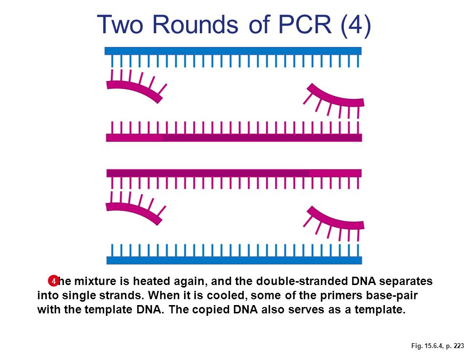 Two Rounds of PCR (4)
