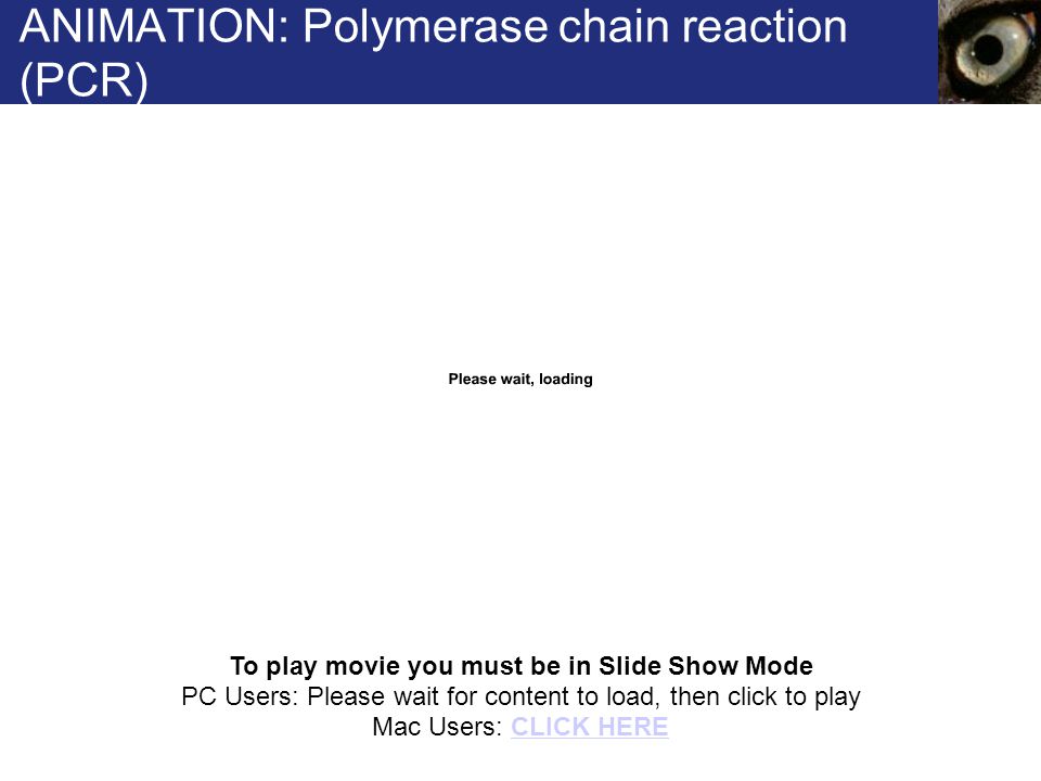 ANIMATION: Polymerase chain reaction (PCR)