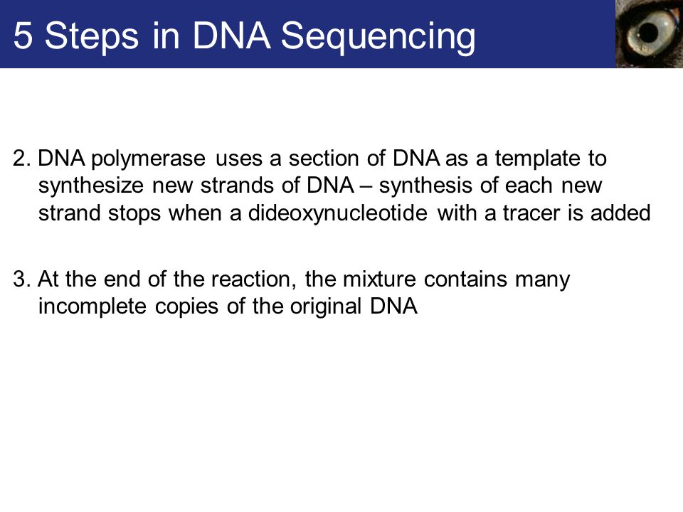 5 Steps in DNA Sequencing