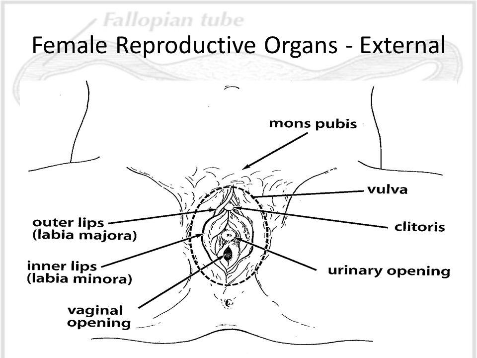 Male Female Sex Organs