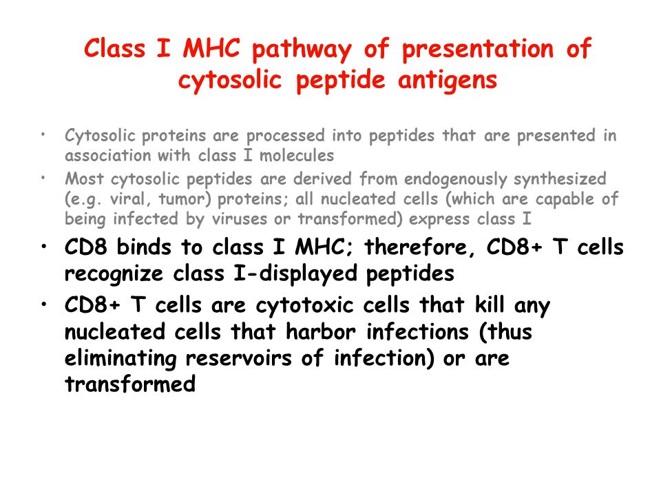 Class I MHC pathway of presentation of cytosolic peptide antigens