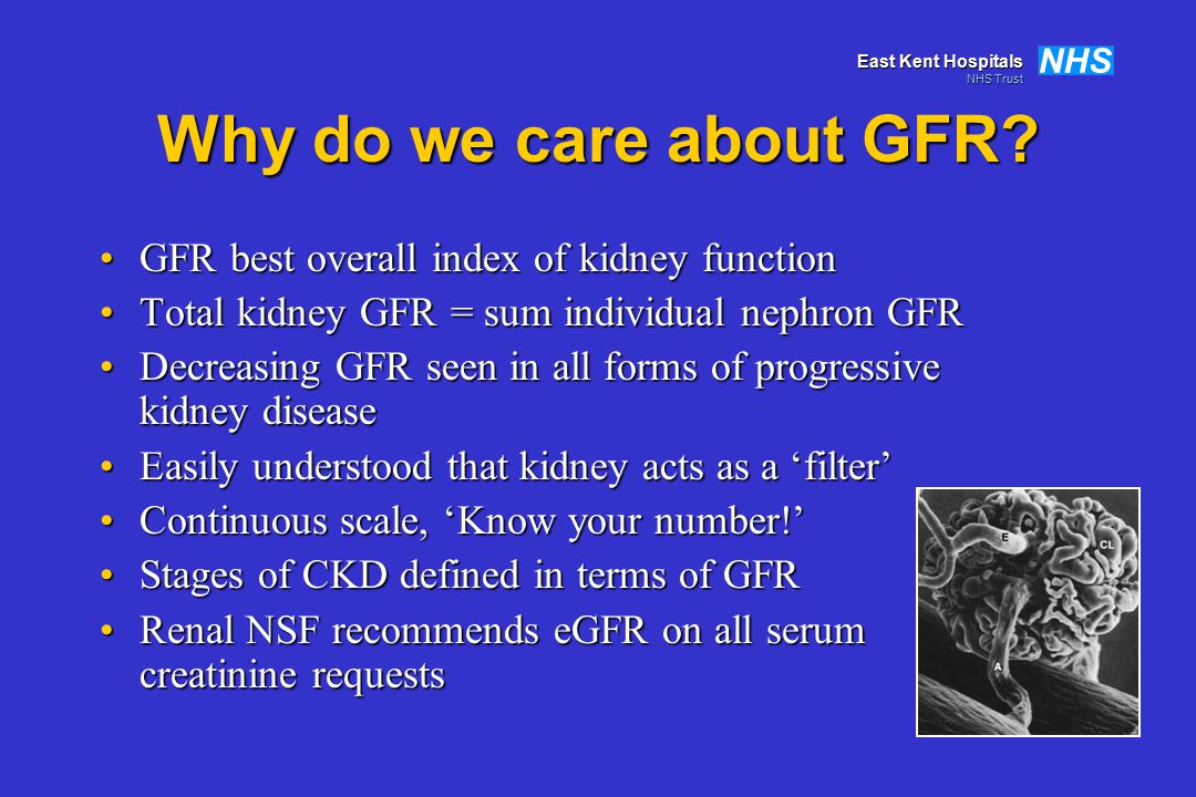 Kidney Function Testing Ppt Download