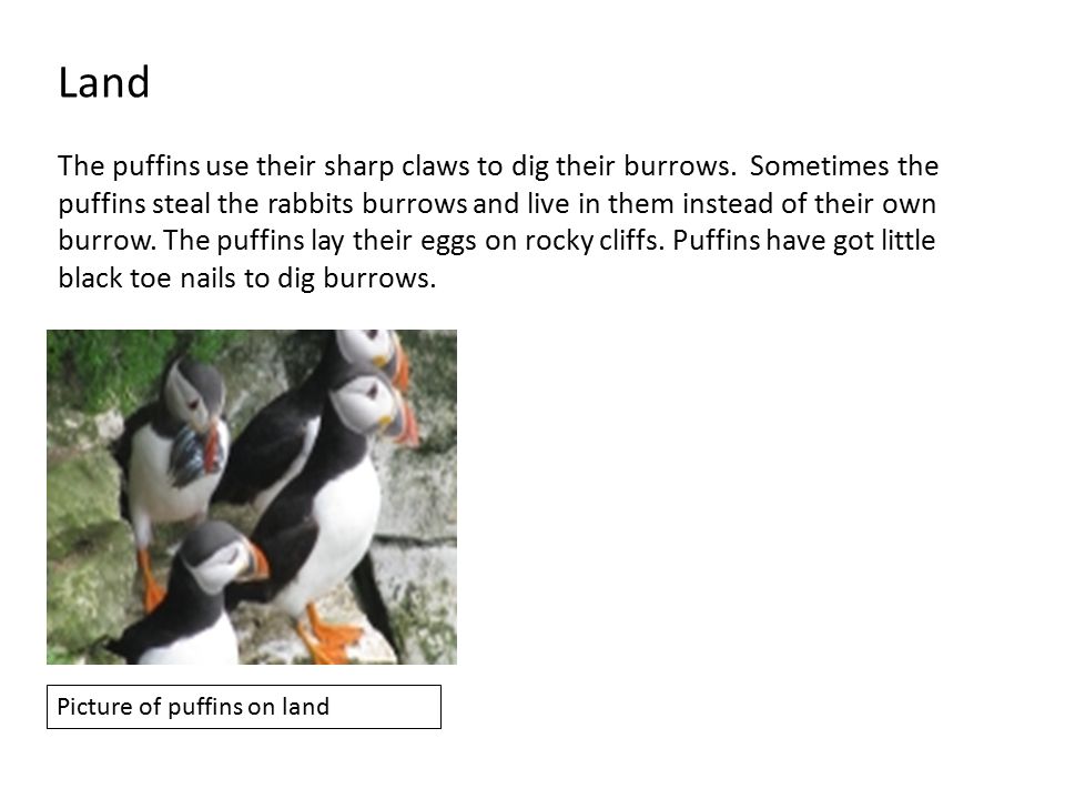 Laura's Birding Blog: Puffins! Distinctive Adaptations