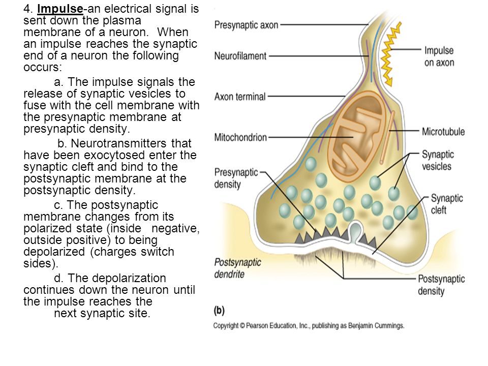 4. Impulse-an electrical signal is sent down the plasma membrane of a neuron. When an impulse reaches the synaptic end of a neuron the following occurs: