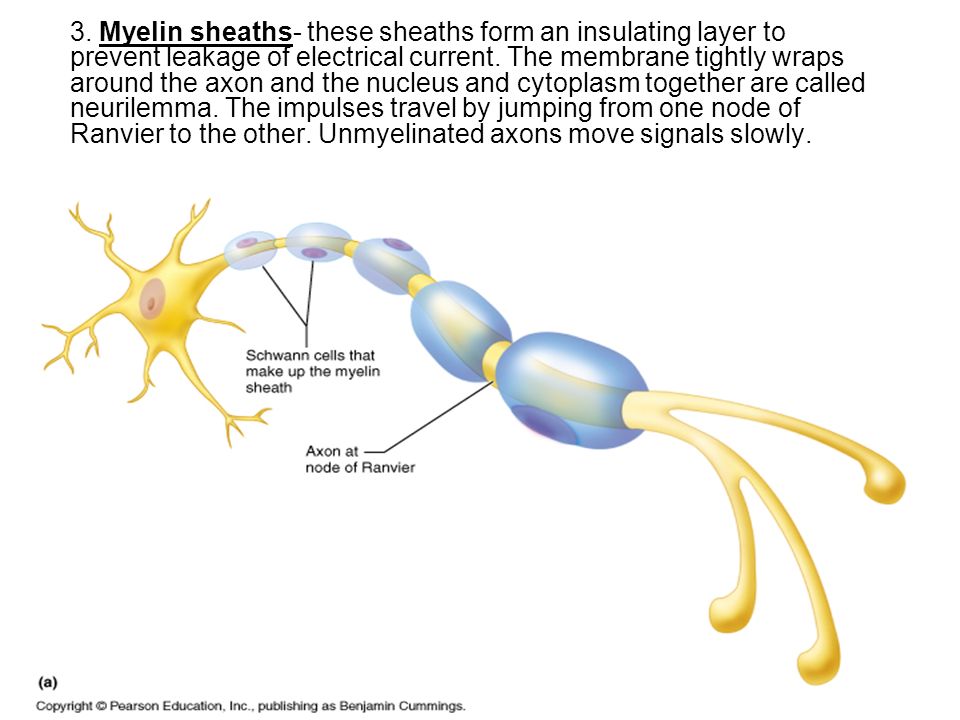 3. Myelin sheaths- these sheaths form an insulating layer to prevent leakage of electrical current.