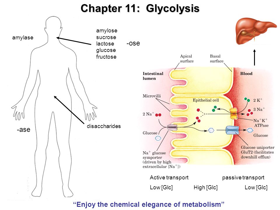 Chapter 11: Glycolysis -ose -ase
