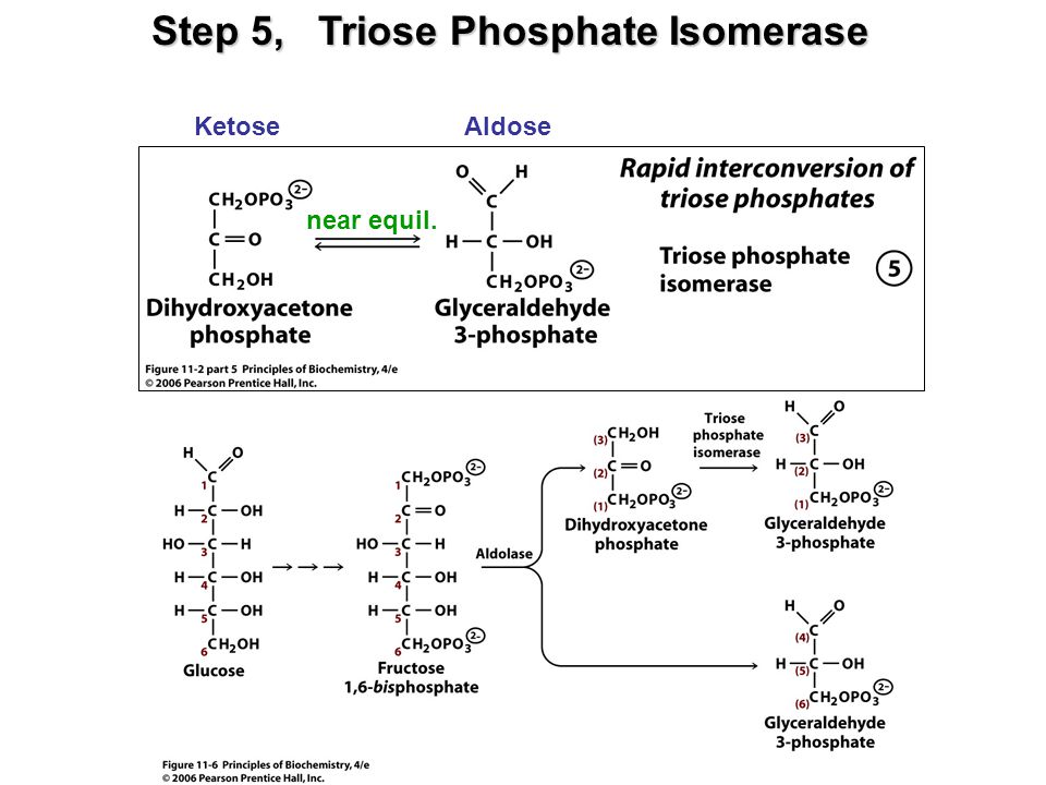 Step 5, Triose Phosphate Isomerase