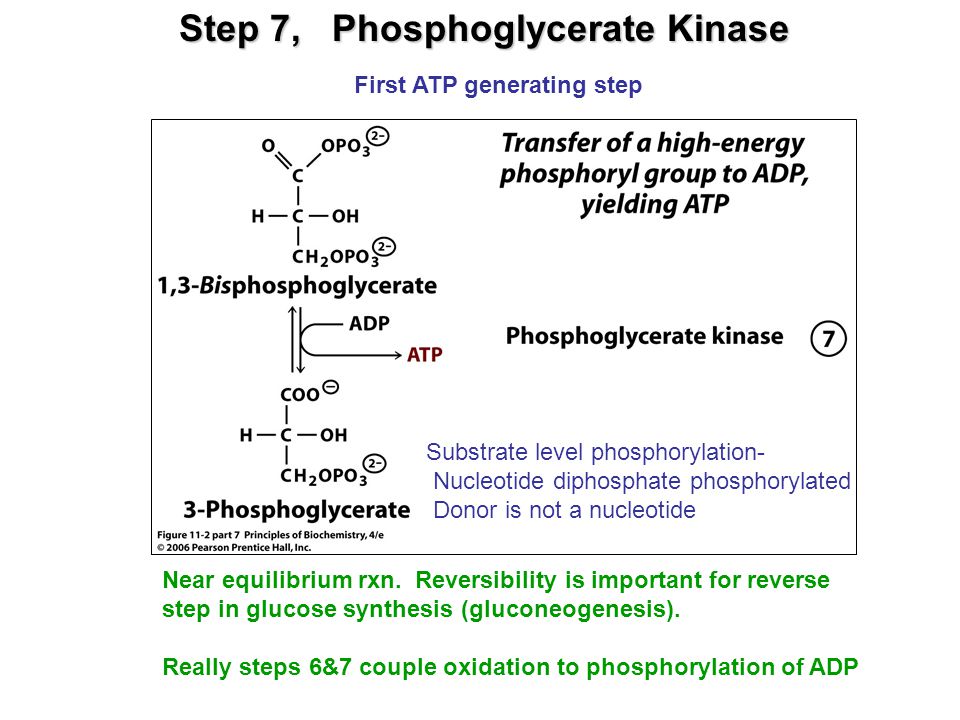 Step 7, Phosphoglycerate Kinase