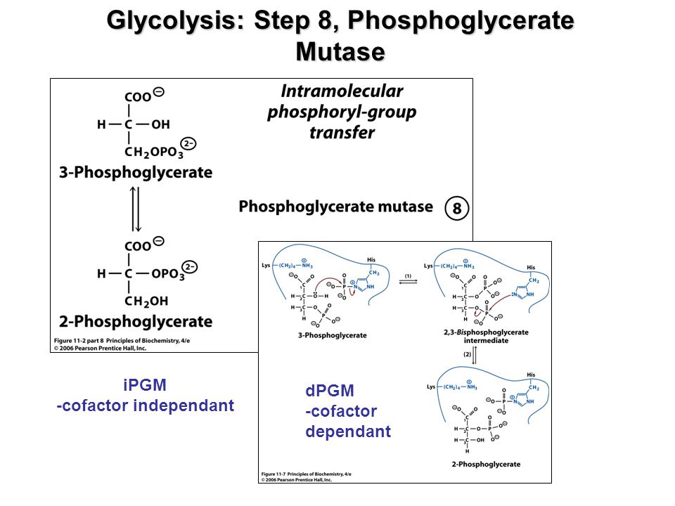 Glycolysis: Step 8, Phosphoglycerate Mutase -cofactor independant