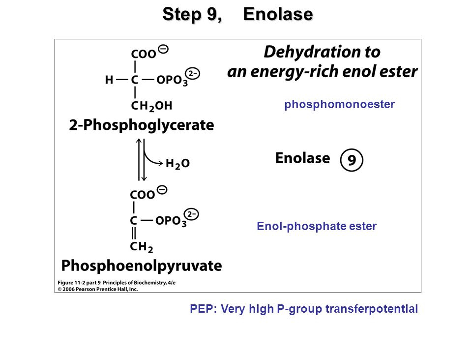 Step 9, Enolase phosphomonoester Enol-phosphate ester