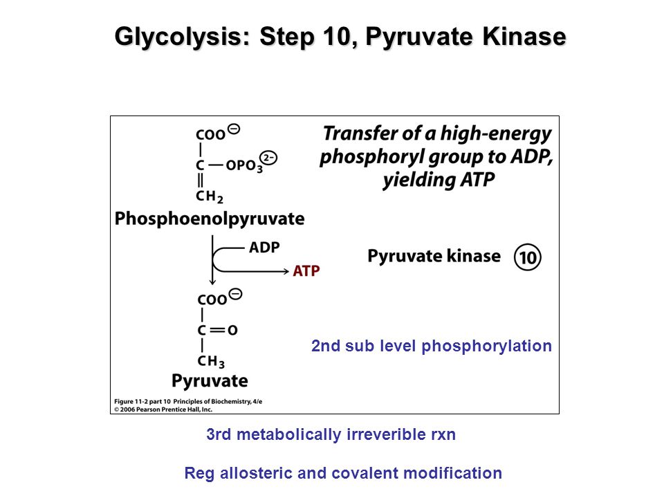 Glycolysis: Step 10, Pyruvate Kinase