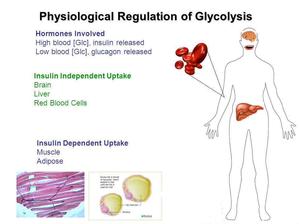 Physiological Regulation of Glycolysis
