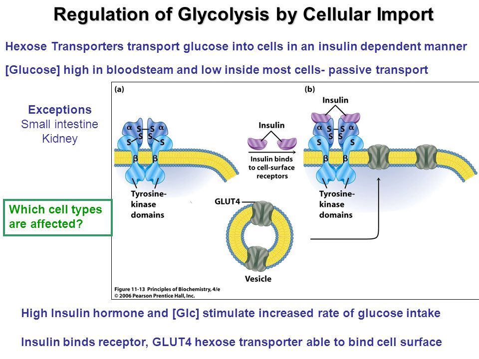 Regulation of Glycolysis by Cellular Import