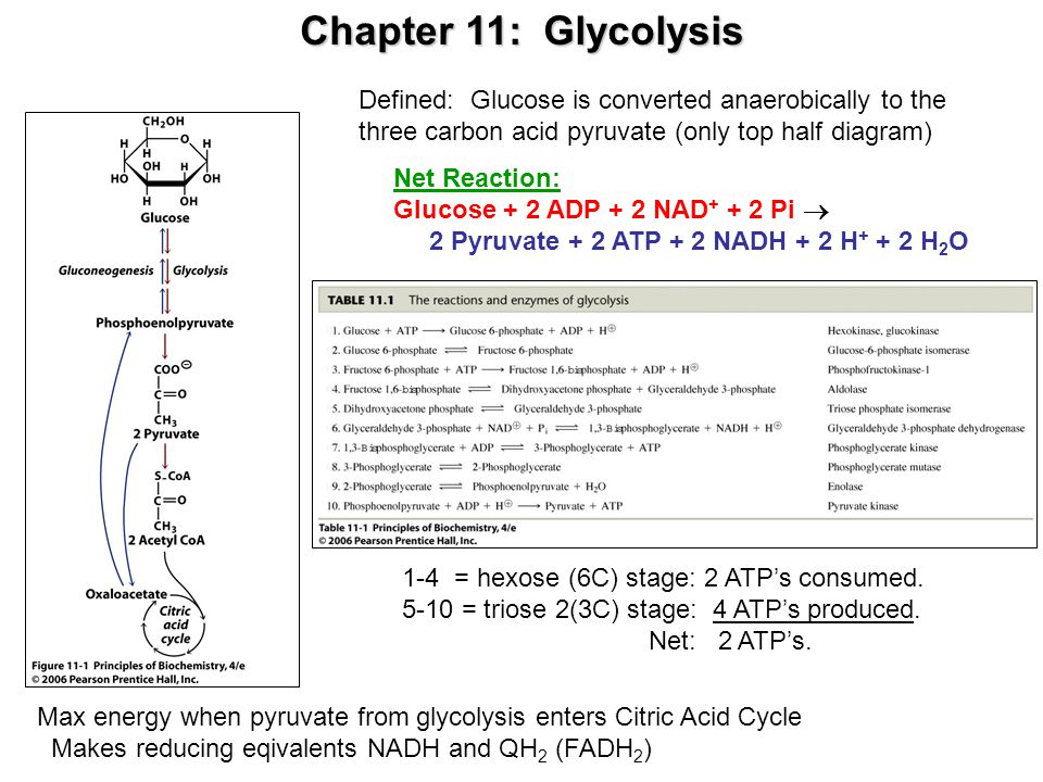 Chapter 11: Glycolysis Defined: Glucose is converted anaerobically to the three carbon acid pyruvate (only top half diagram)