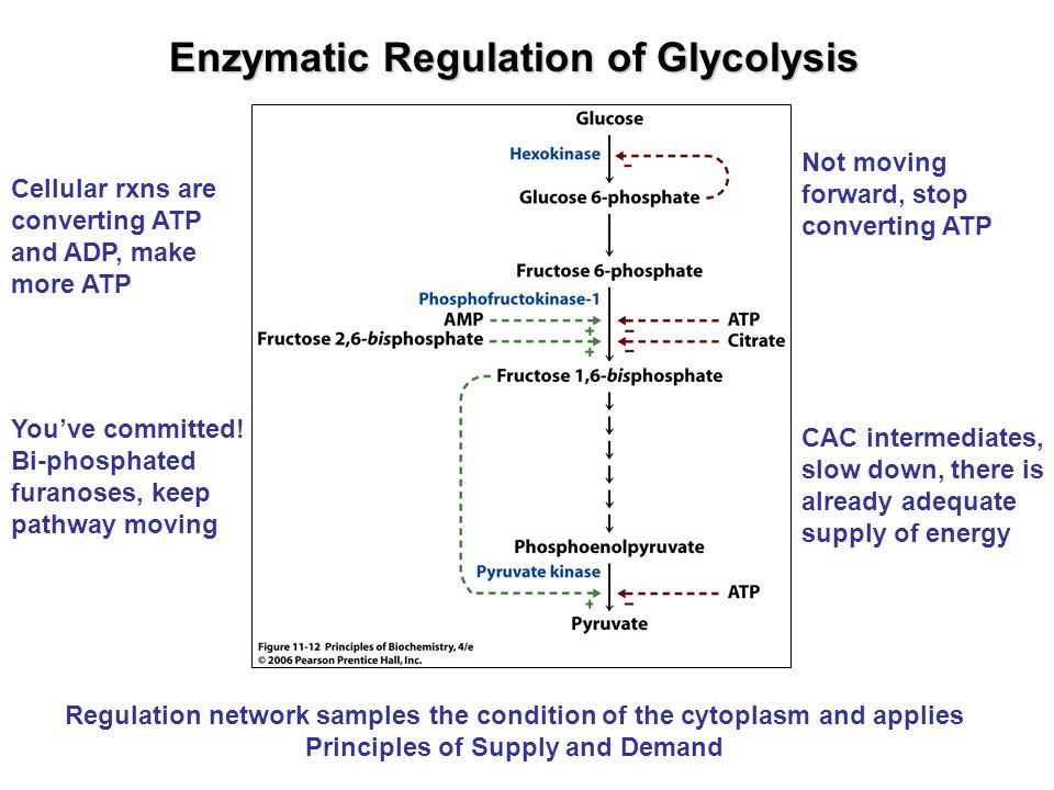 Enzymatic Regulation of Glycolysis