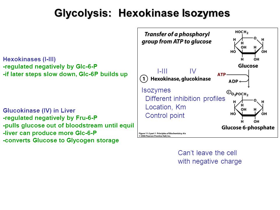 Glycolysis: Hexokinase Isozymes