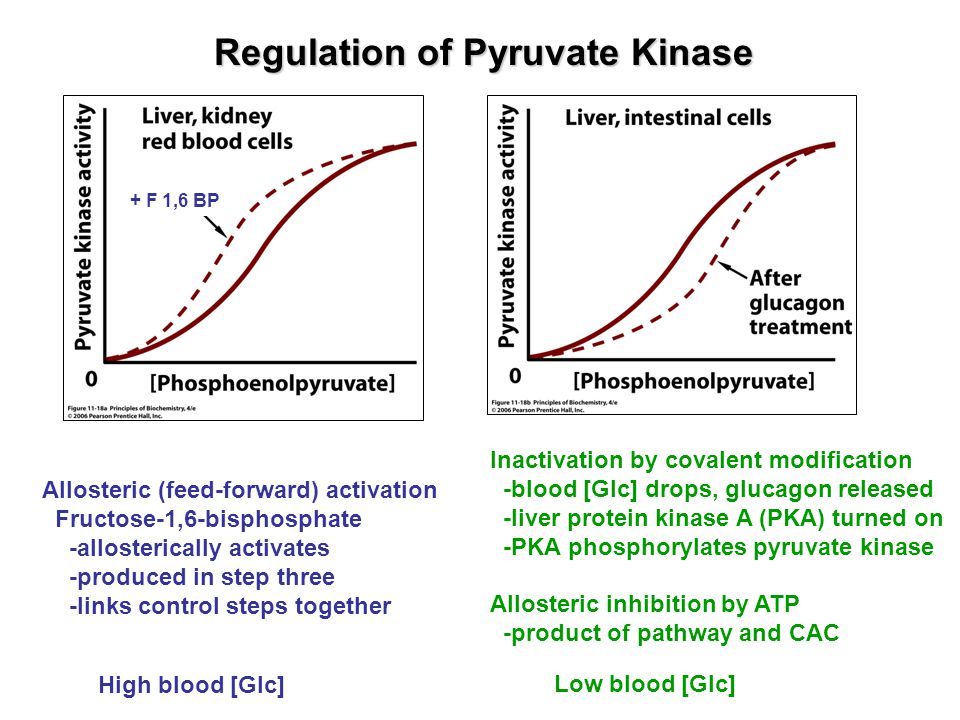 Regulation of Pyruvate Kinase