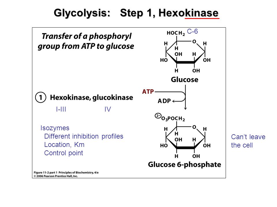 Glycolysis: Step 1, Hexokinase