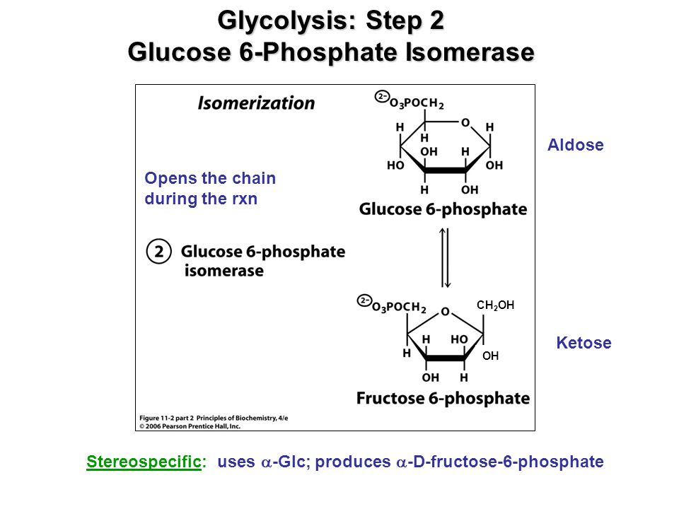 Glucose 6-Phosphate Isomerase