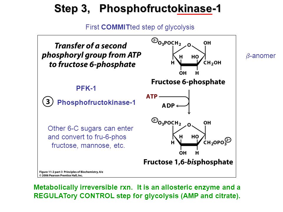 Step 3, Phosphofructokinase-1
