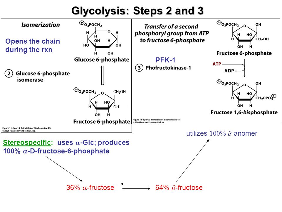 Glycolysis: Steps 2 and 3 Opens the chain during the rxn PFK-1