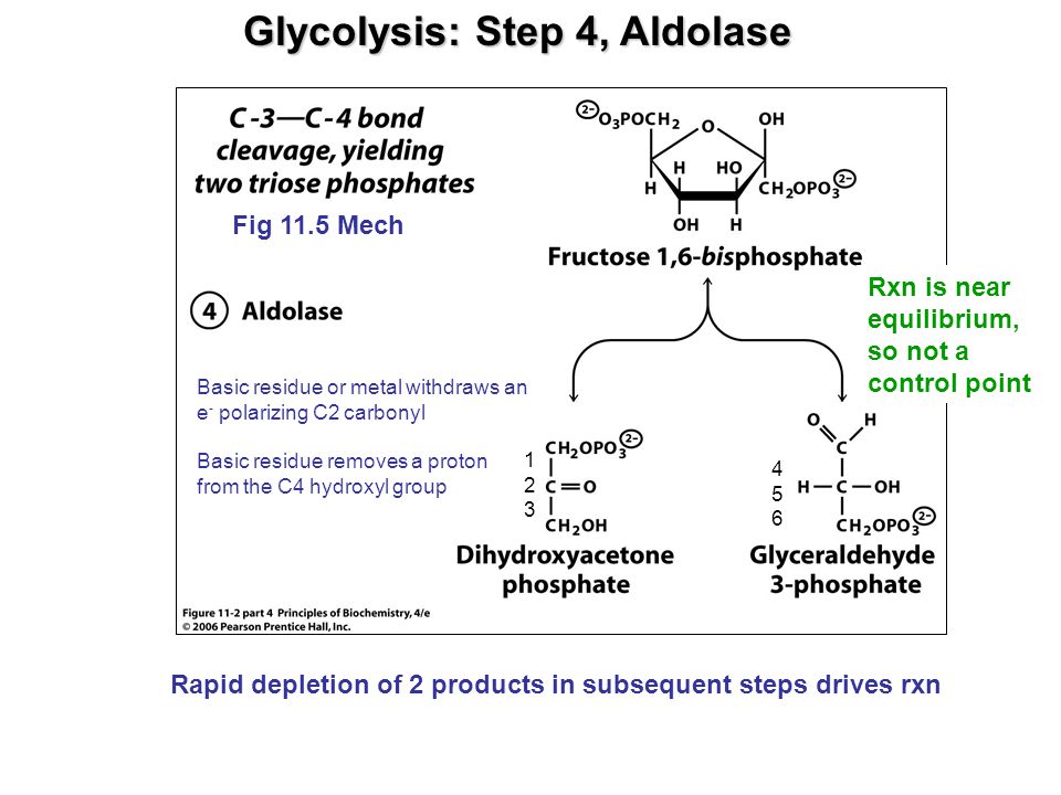 Glycolysis: Step 4, Aldolase