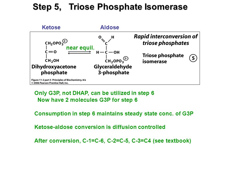 Step 5, Triose Phosphate Isomerase