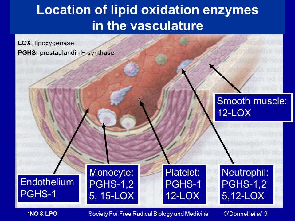 Location of lipid oxidation enzymes