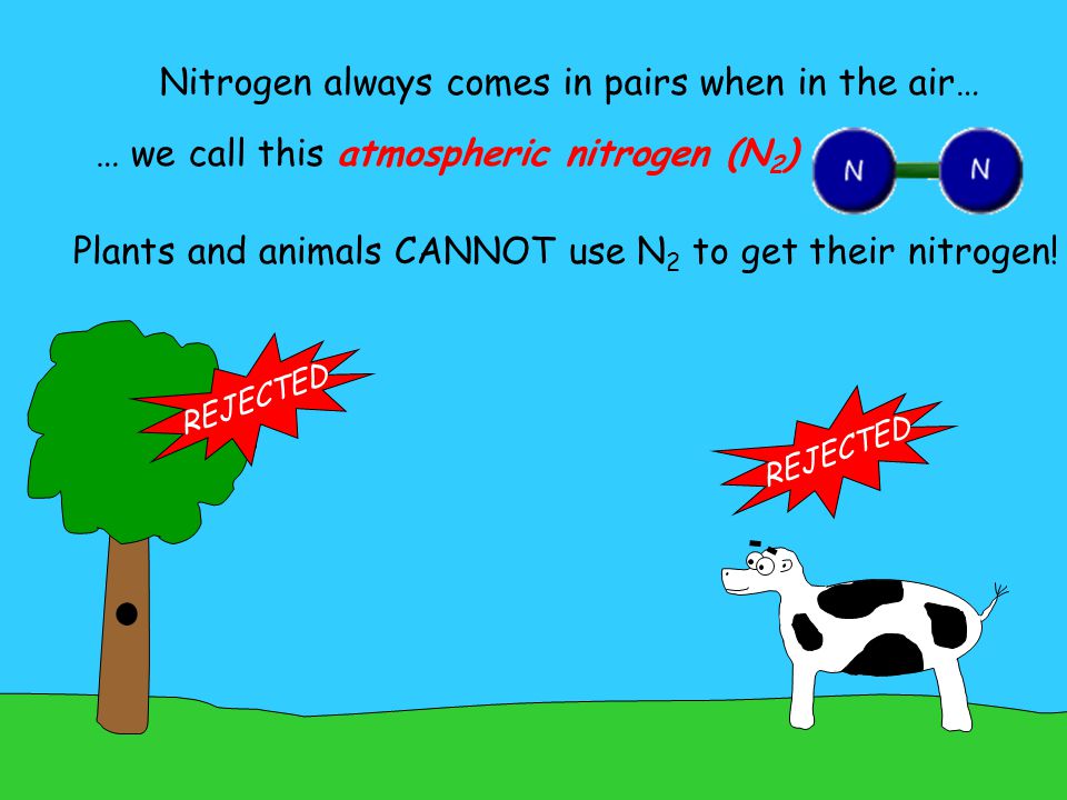 THE NITROGEN CYCLE Disclaimer: I do not believe in putting a wall of text  in front of the students. I believe in using a PowerPoint as a tool for  discussion. - ppt