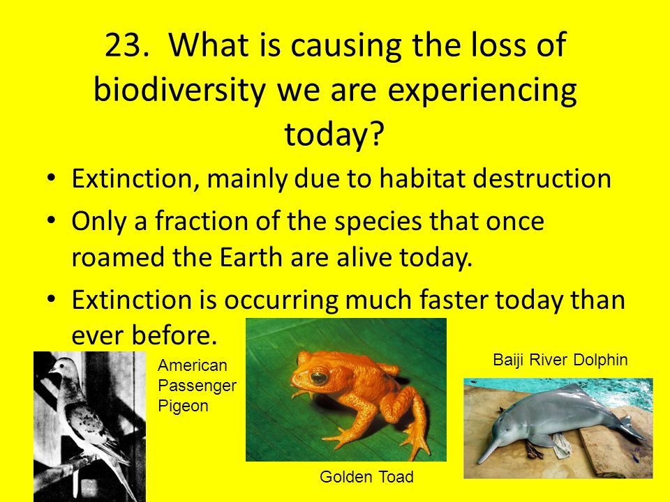 23. What is causing the loss of biodiversity we are experiencing today