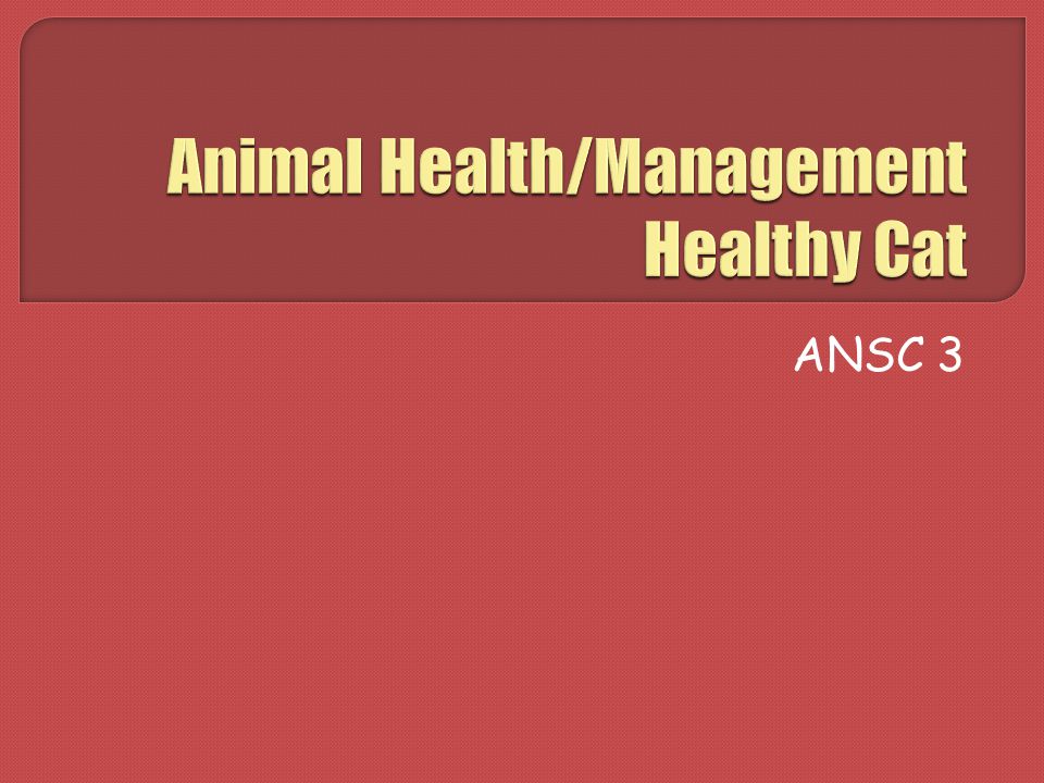 Animal Health/Management Healthy Cat