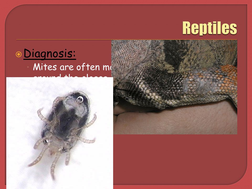 Reptiles Diagnosis: Treatment: