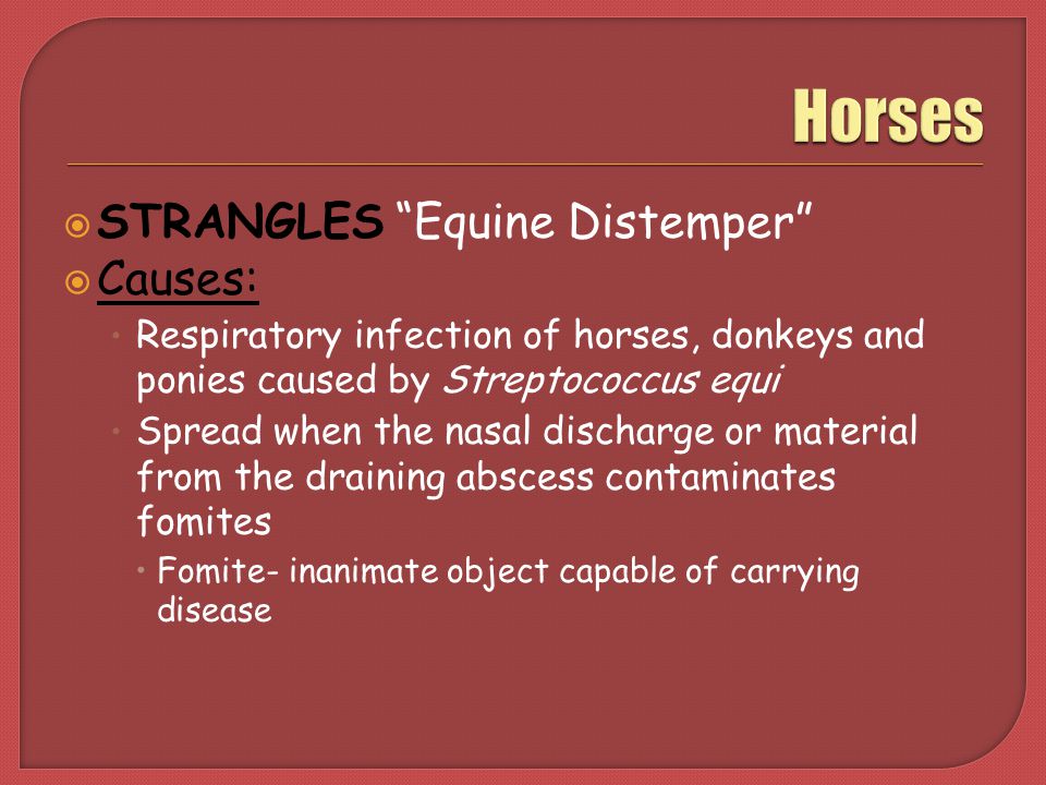 Horses STRANGLES Equine Distemper Causes: