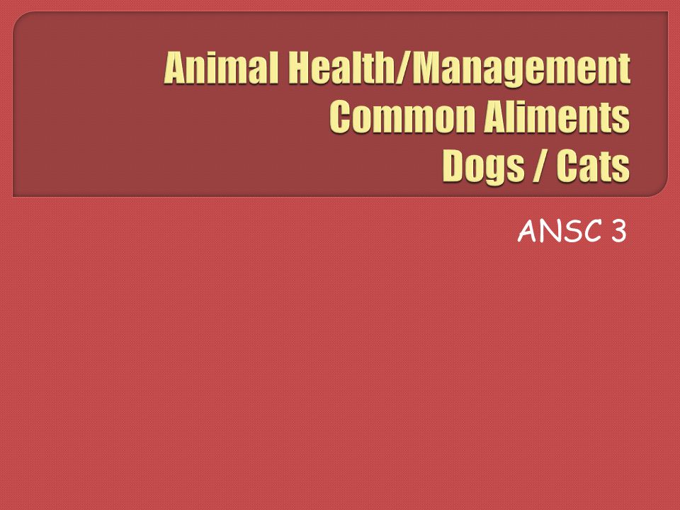 Animal Health/Management Common Aliments Dogs / Cats