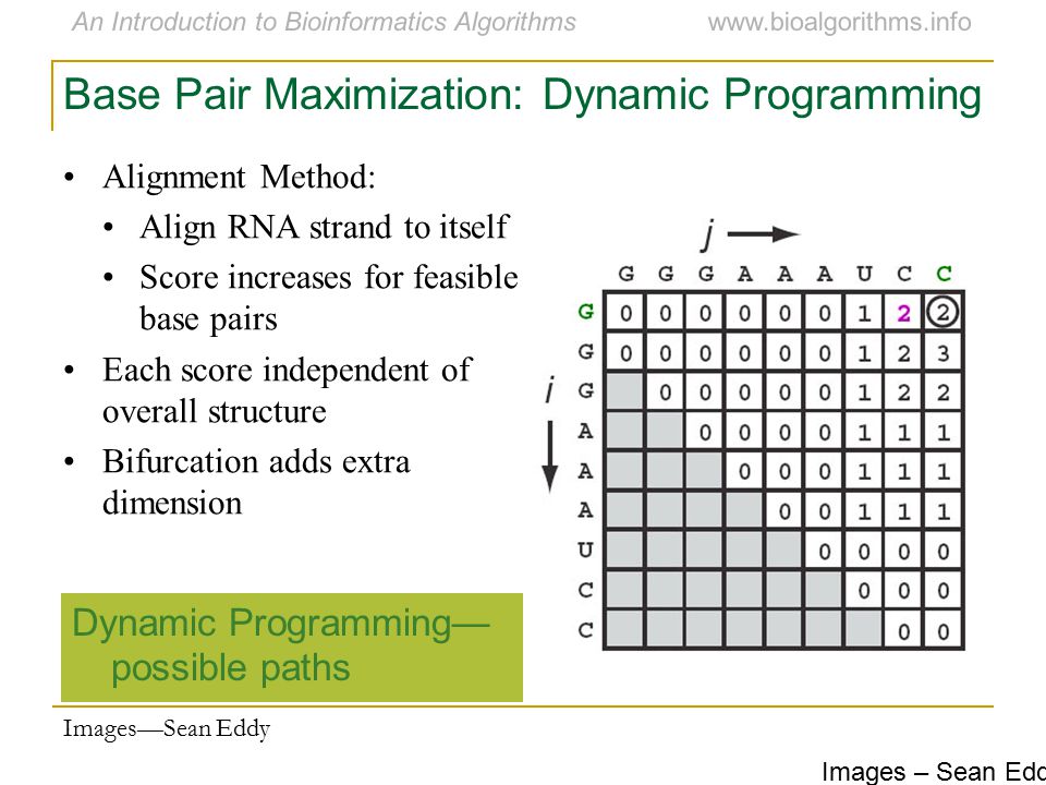 Base Pair Maximization: Dynamic Programming
