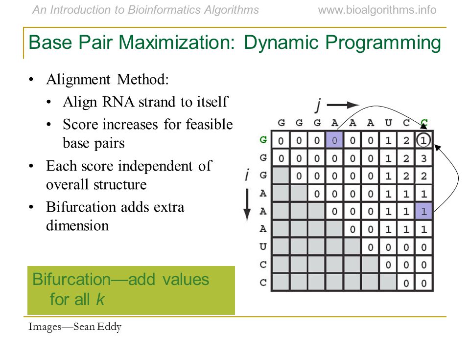 Base Pair Maximization: Dynamic Programming