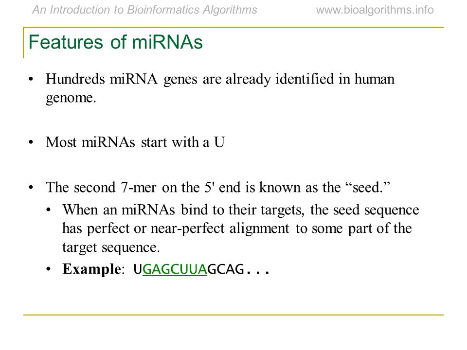 Features of miRNAs Hundreds miRNA genes are already identified in human genome. Most miRNAs start with a U.