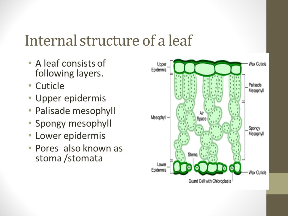 Internal structure of a leaf