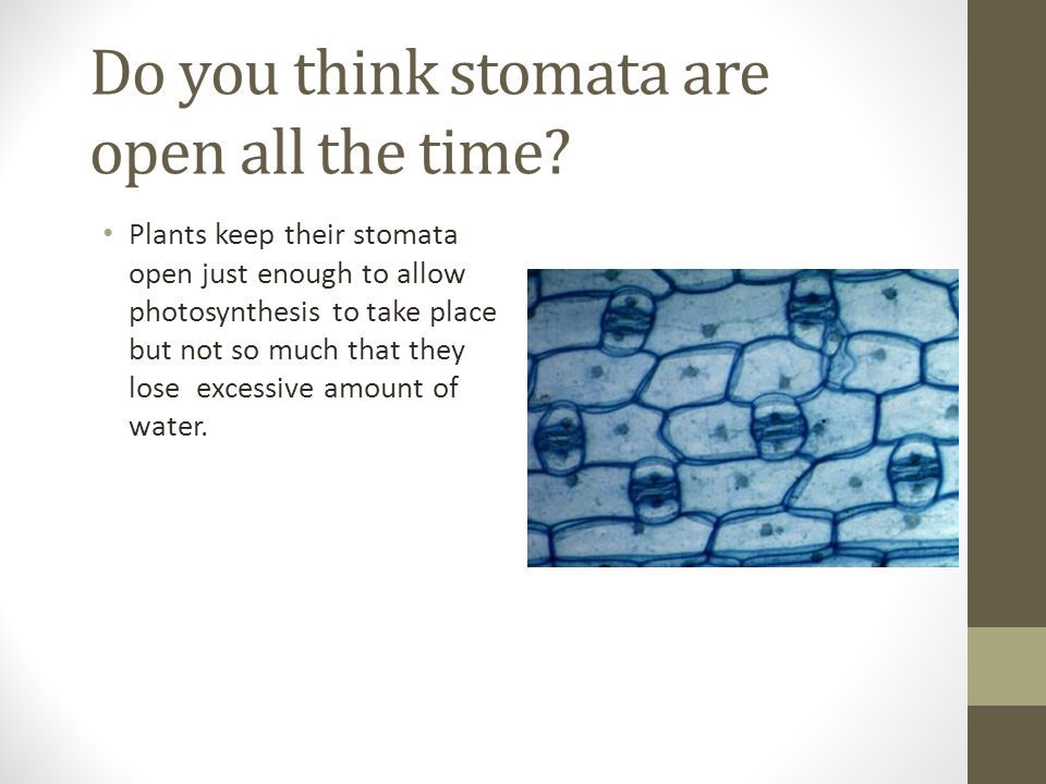 Do you think stomata are open all the time