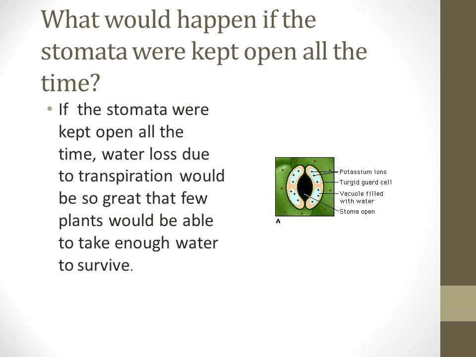 What would happen if the stomata were kept open all the time